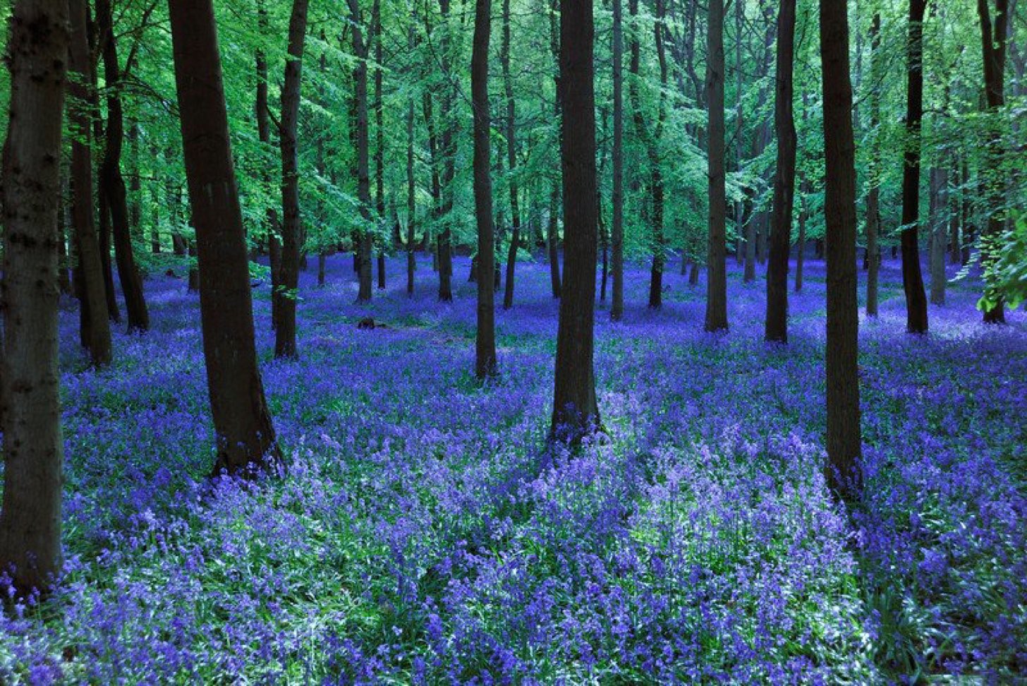 bluebell.jpeg